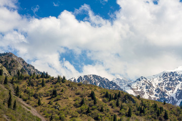 Nature of the fir and green mountains and blue sky in Almaty