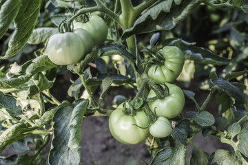 Green Tomato