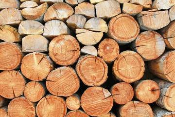 Holzstämme