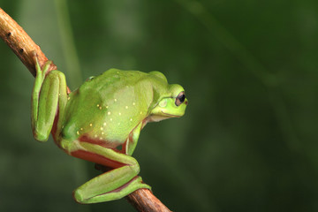 Green frog sitting on vine