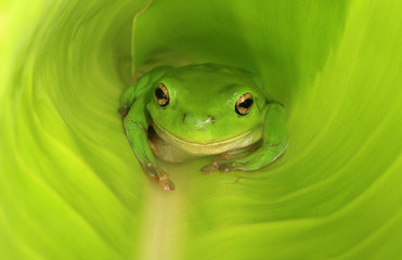 Green frog in new green leaf