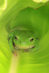 Sitting green frog