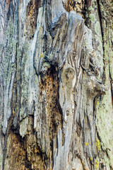 Detail on the bark of an old cypress tree