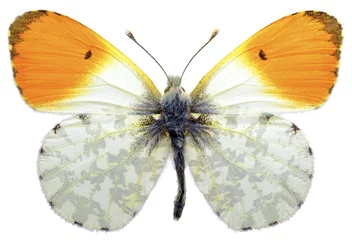 Crédence de cuisine en verre imprimé Papillon Papillon pointe orange mâle isolé