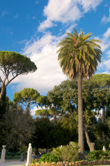 Palme Giardini del Pincio Roma Garden Palms