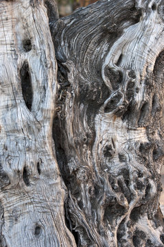 Detail of an olive tree