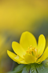Blooming yellow flower closeup - Aconite (Eranthis hyemalis)