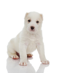Fototapeta na wymiar puppy dog. isolated on white