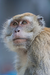 Obraz premium Macaque monkey
