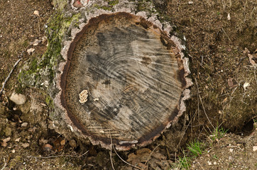 Sectioned tree trunk