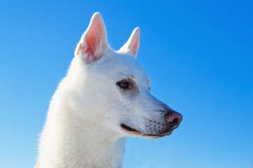 Portrait of a white dog