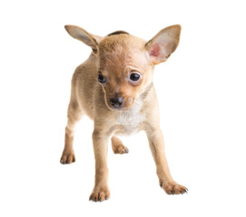 short haired chihuahua puppy in front of a white background