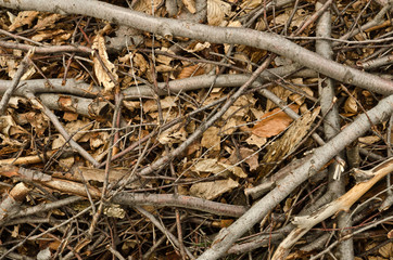 Autumn background
