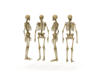 skeletal