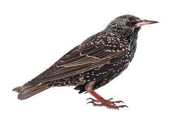 European starling