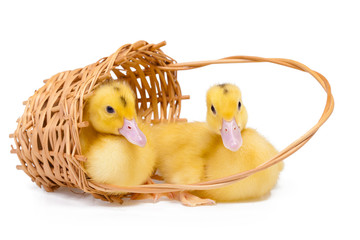 Two yellow little ducks in basket on white background