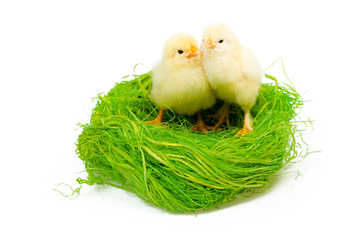 Two little chicken in hau nest on white background