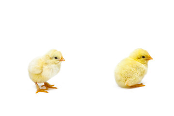 Two little chicknens on white background