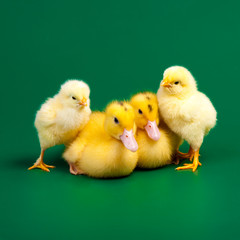 Little ducks and chickens on green background