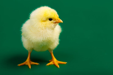 Little chicknen on white background