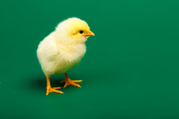 Little chicknen on white background