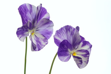 絞り模様の美しいヴィオラ