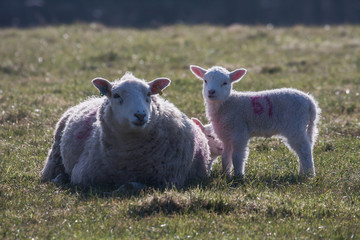 Fototapeta premium Lambs