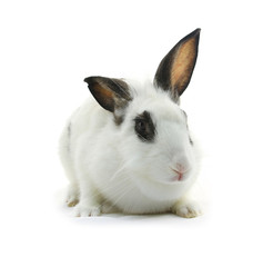 white rabbit on white background