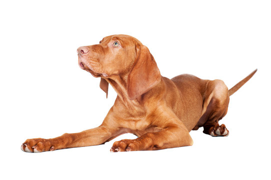 Vizsla Dog Lying Down, Isolated On White