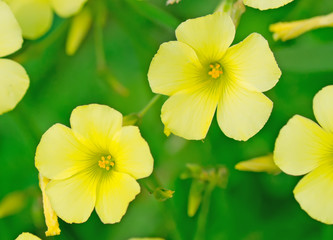 yellow flower