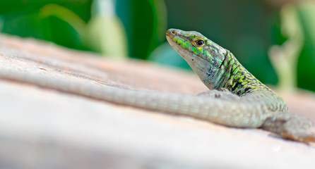 lizard's look