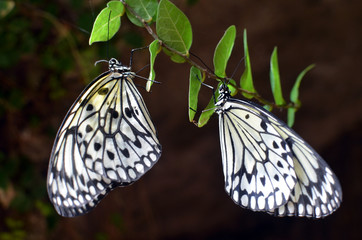 papillon en couple