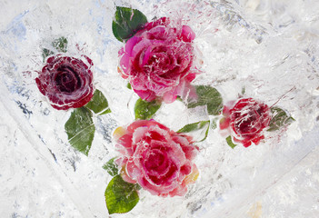 Froze rose inside ice