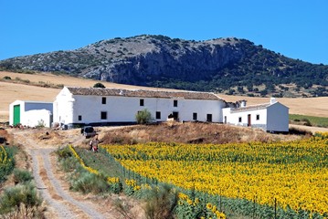Sunflower Farm, Almargen, Andalusia © Arena Photo UK © arenaphotouk