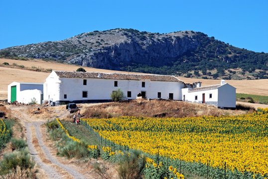 Sunflower Farm, Almargen, Andalusia &copy; Arena Photo UK
