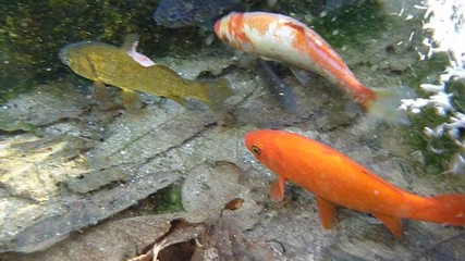 gold fish swimming