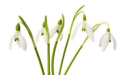 snowdrop flowers