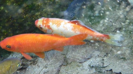 gold fish swimming