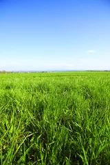 Foto op Plexiglas green grass © yellowj