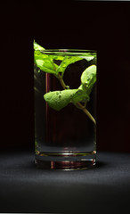 woda z miętą © PhotoTom