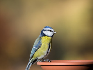 Blaumeise