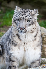 Panthère des neiges de face