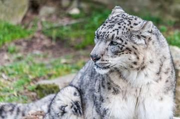 Panthère des neiges