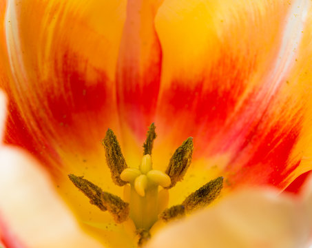 tulip petals