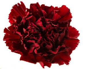 dark red carnation