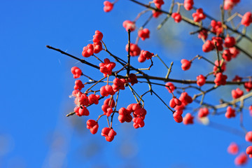 Spindle Berries