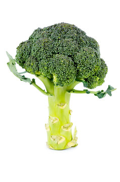 Fresh uncooked broccoli