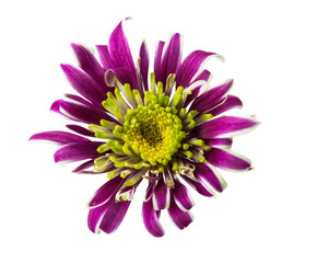 Obraz premium Chrysanthemum flower