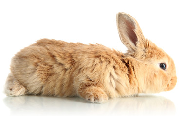Fluffy foxy rabbit isolated on white