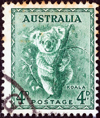 Fototapeta premium Koala (Australia 1937)